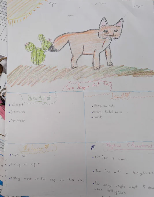 Image of kit fox drawing from a student at local school  