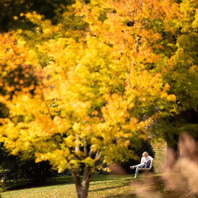 Person sitting on a park bench under colorful autumn trees, reading a book in a serene setting.