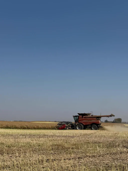 A combine harvester working in a vast field under a clear blue sky.