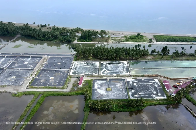 Ilustrasi tambak udang