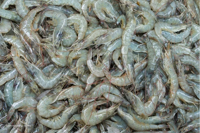 Ilustrasi udang