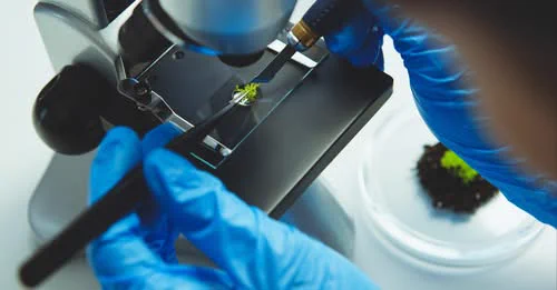 A researcher wearing gloves works with tools on a tiny specimen under a miscroscope. 