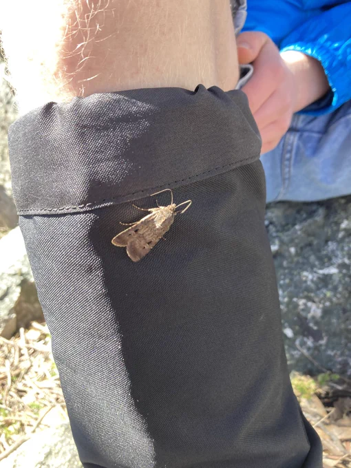Bogong moth on gaiter of bushwalker. Tidbinbilla Mountain.