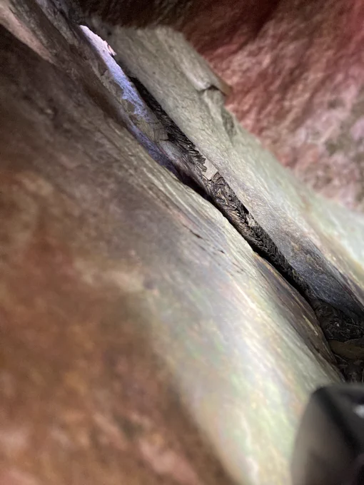 Bogong moths tucked deep in the back of a crevice on Tidbinbilla Mountain.