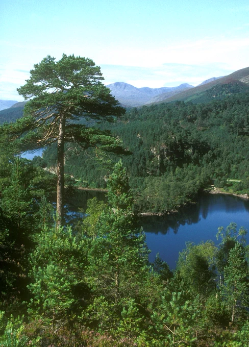 Scots Pine - one of the 28 tree species on the list. Credit Forest Research.