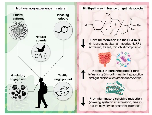 Beyond direct microbial colonization: multisensory experiences in nature and their potential to indirectly influence the gut microbiome via multiple biological systems and axes. For example, stress can impair gut immunity in part by downregulating NLRP6 activity, a key regulator of the inflammasome and microbial balance (42); elevated cortisol increases gut permeability (43), and nature walks (and listening to nature sounds) reduce cortisol (44) and increase parasympathetic tone (45, 46). Exposure to natural biodiverse materials can reduce pro-inflammatory cytokines (27, 28). All of these processes can influence the gut environment, composition, and dynamics.