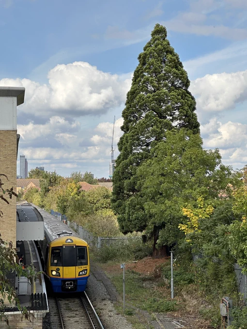 The giant redwood at New Cross Gate station.