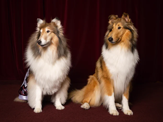 Two Shetland Sheepdogs, Reveille IX and Reveille X, sitting next to each other on a carpeted stage.