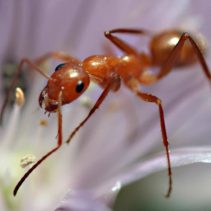 An insect of the family Formicidae