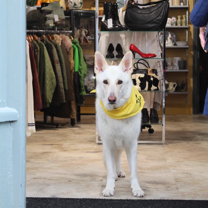 A large white dog wearing a yellow bandana is standing in the doorway of a shop.