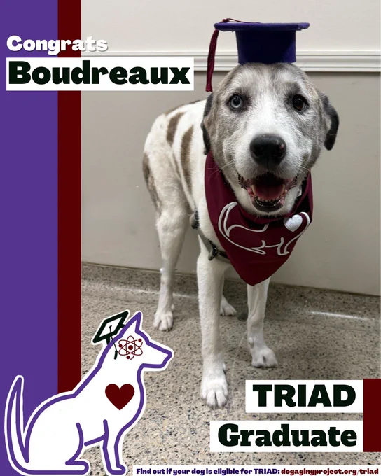 A decorative image of a white dog wearing a purple TRIAD Graduate bandana that reads, "Congrats Boudreaux, TRIAD Graduate." Find out if your dog is eligible for TRIAD: dogagingproject.org/triad