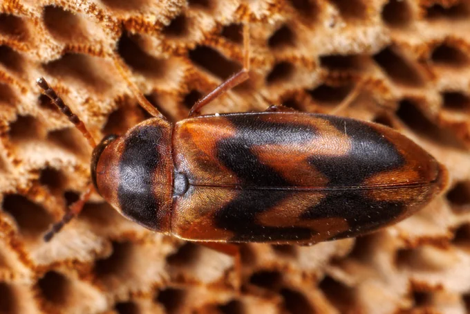 Ēnvabole Abdera flexuosa