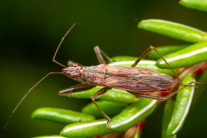 Zālāju laupītājblakts Nabis ericetorum