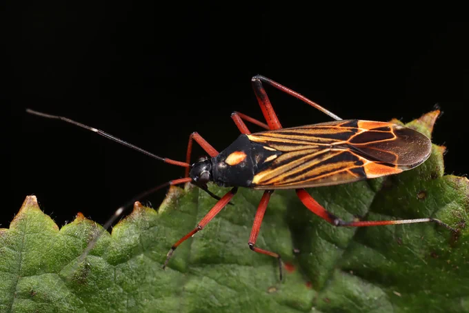 Mīkstblakts Miris striatus