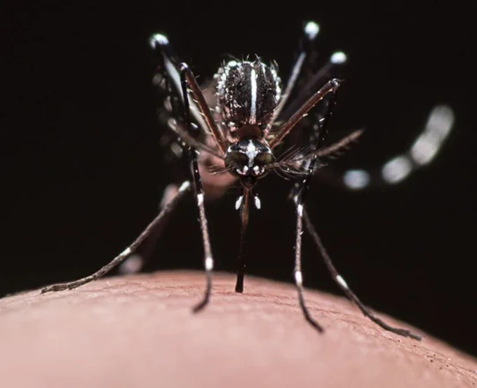 The Asian tiger mosquito, Aedes albopictus  (Photo courtesy of the Lisa Baik lab, UC Davis)