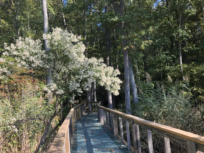 A green boardwalk with wooden side rails plunges into a forest, with a white-flowering tree leaning over it on the left.