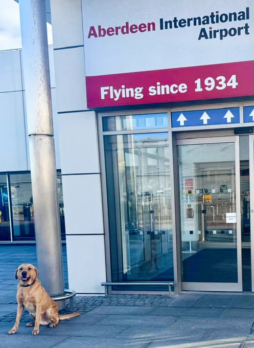 A police dog sitting in front of the entrance to Aberdeen Airport