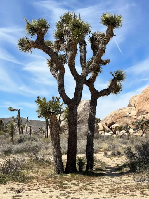 Joshua trees with a clear blue sky in the background, located in Joshua Tree National Park.