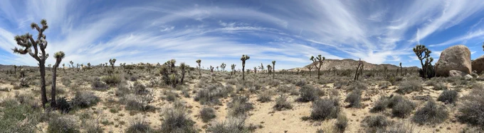 Panoramic view of Joshua Tree National Park featuring numerous Joshua trees across a sparse desert landscape under a wide, blue sky streaked with wispy clouds.