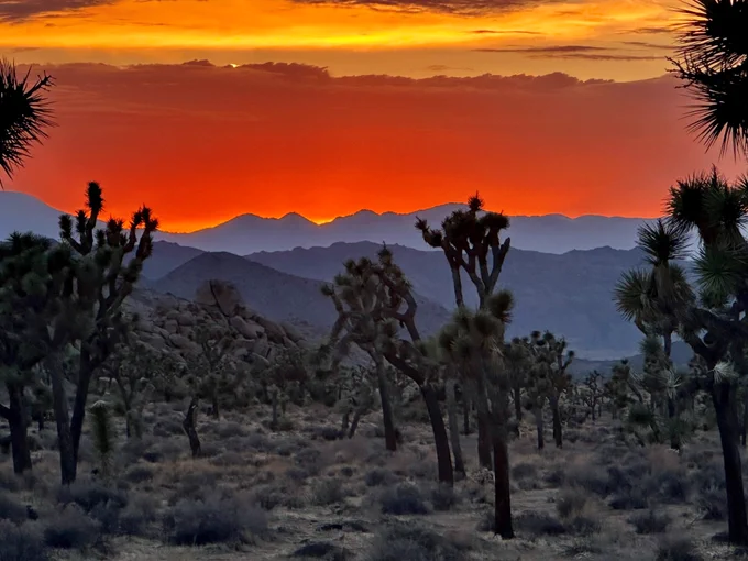 Sunset at Joshua Tree National Park with vibrant red and orange sky above silhouetted Joshua trees and rocky terrain.