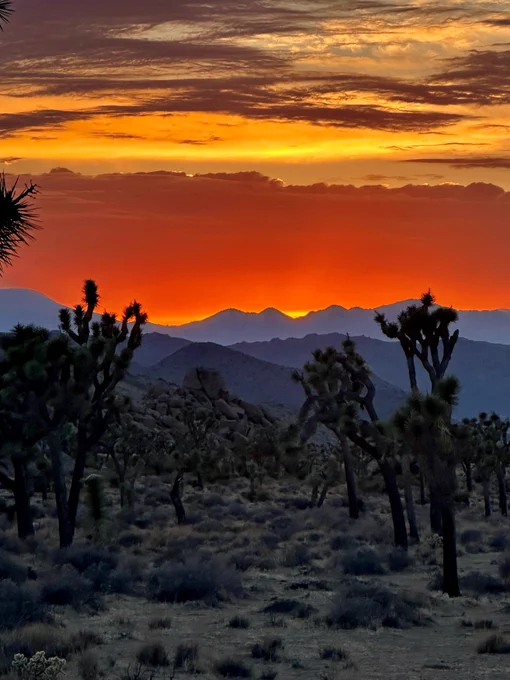 Sunset over Joshua Tree National Park with vibrant orange sky and silhouettes of Joshua trees against mountainous backdrop.