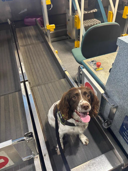 A brown and white springer spaniel at birmingham airport