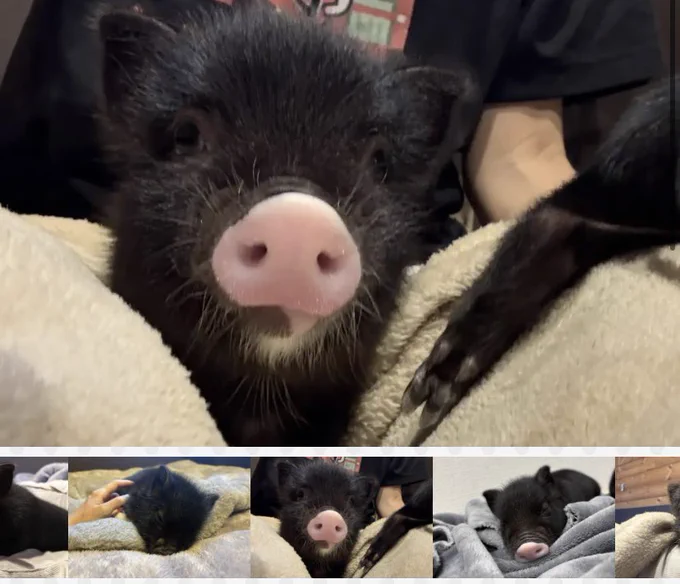 pignic farm&cafe のマイクロブタのイノスケ君