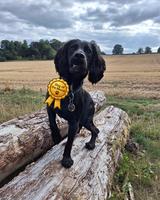 A black cocker spaniel stands on a log in a field with grey, dramatic skies overheard. The dog has his front right paw lifted slightly and his bottom right teeth are poking out. A cartoon 'Dog of the Month' rosette has been overlayed to appear as if it's attached to his collar.