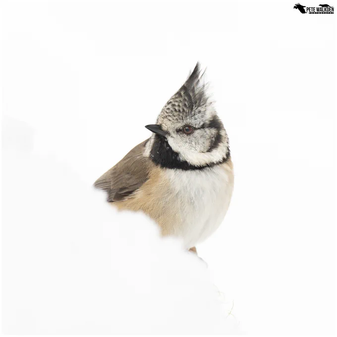 A crested tit perched on a snow-covered branch, in deep snow, in the Scottish Highlands.