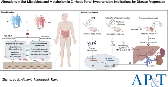 In-depth multiomics analyses revealed that the gut microbiota in patients with CPH is dysbiotic. Altered gut microbiota plays an important role in the progression of CPH and affects the host's arginine metabolism to promote arginine biosynthesis. The pro-inflammatory effects of certain gut bacteria induce iNOS expression, which together act on the arginine–NO pathway to promote NO synthesis and exacerbate CPH.