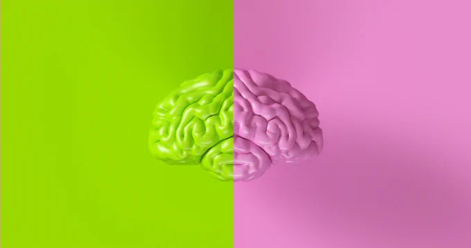 Illustration d'un cerveau humain 