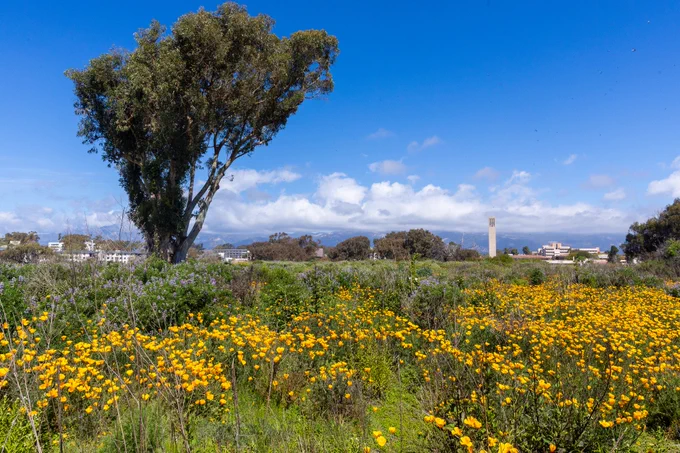 UCSB Campus. Meadow in the foreground with Storke Tower and mountains in the distance