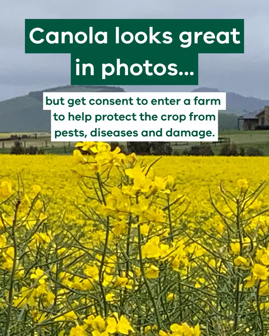 A vibrant field of yellow canola flowers with text overlay stating "Canola looks great in photos..." and discussing the use of consent to enter farms to protect crops from pests, diseases, and damage. In the background, there are farm buildings under a cloudy sky.
