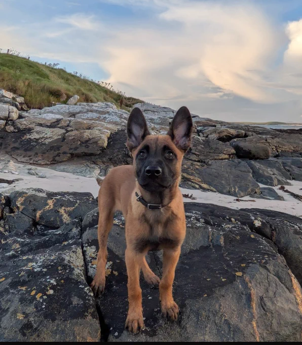 Skara, a 16 week old Belgian Malinois pup is standing on some rocks, with sand and dunes behind her.  The sky is blue with white clouds.  Skara is facing the camera and is fawn in colour with a black mask.