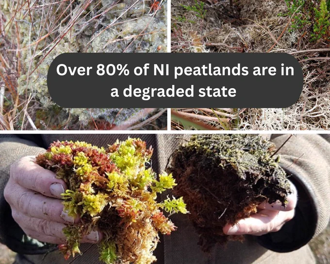 A collage of images of degraded peatland with the title in the middle that reads "Over 80% of NI peatlands are in a degraded state"