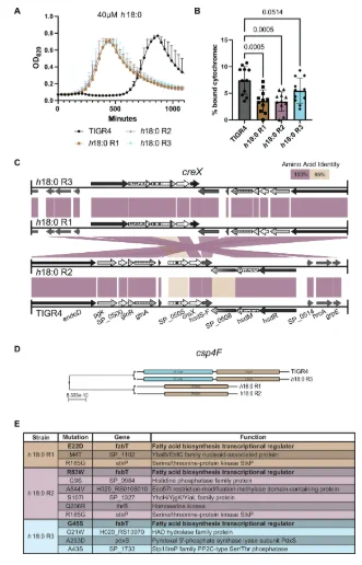 Mutation of a glycosyltransferase or genetic recombination can cause h18:0 resistance.