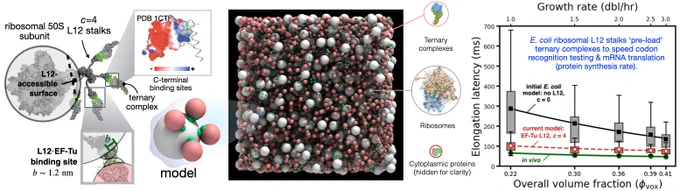Image of computational modeling of pre-loading of translation molecules onto E. coli's ribosome, and its impact on mRNA translation (elongation) rate.