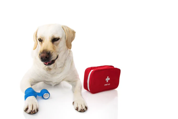 pet first aid, dogs, cats, home 