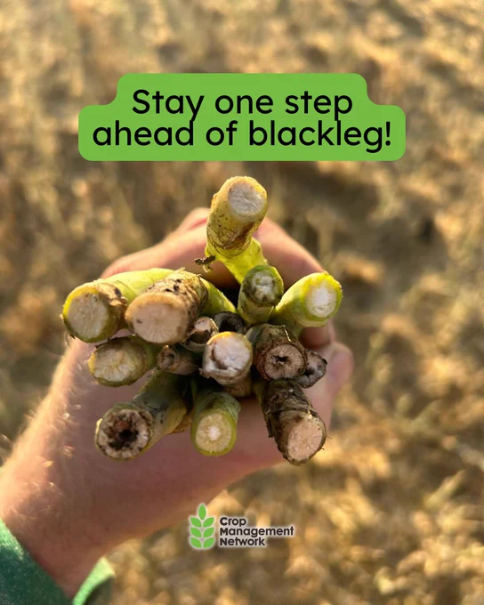 A person holding several cut stems of canola plants with a text overlay that reads "Stay one step ahead of blackleg!" Logo at the bottom shows Crop Management Network.