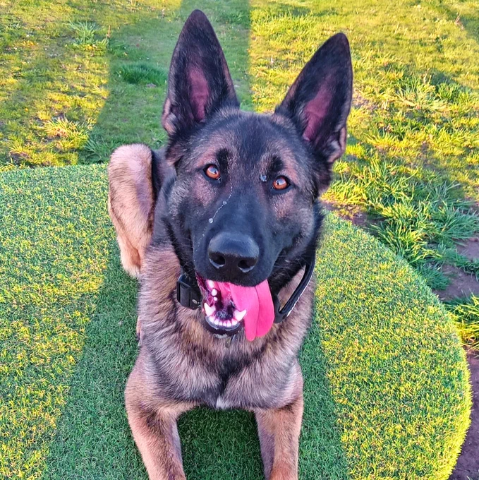 A German Shepherd cross Belgian Malinois police dog lying on the grass