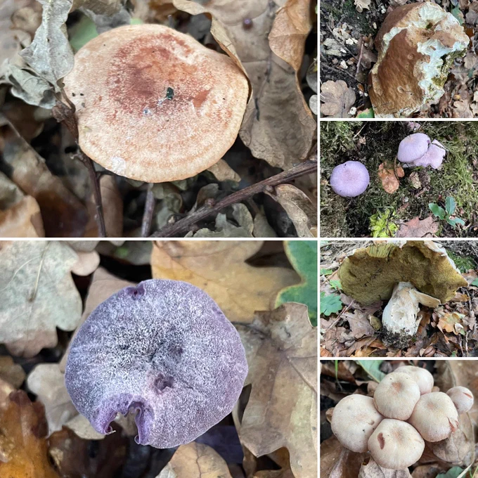 Collage of photos of fungi