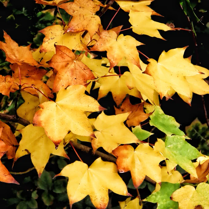 Some of the many wonderful colours of the autumn leaves.