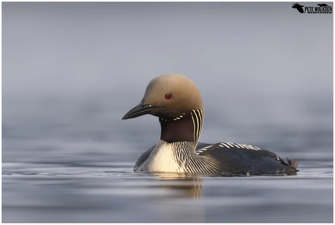 A photo of an adult black-throated diver in breeding plumage, on a calm loch, late evening, lit up with the golden sunlight.