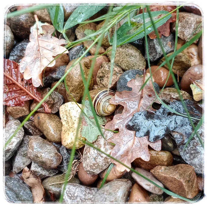 A stripey snail hunkered down amongst chunky gravel, with rain shining oak leaves & green grass overleaning.