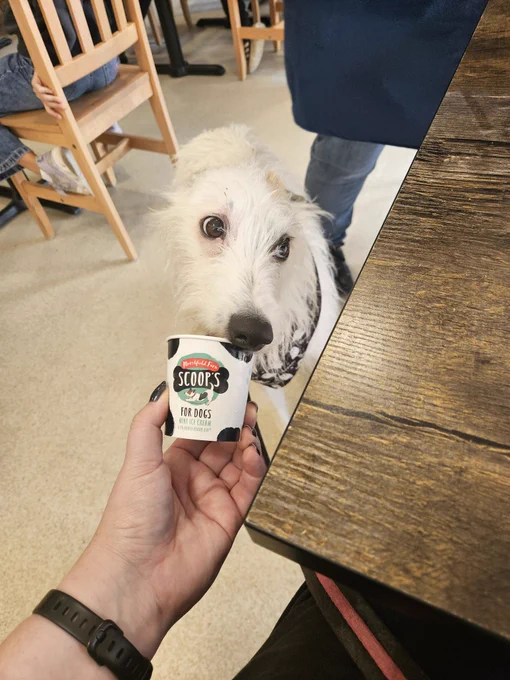 A white dog eating a pot of ice cream