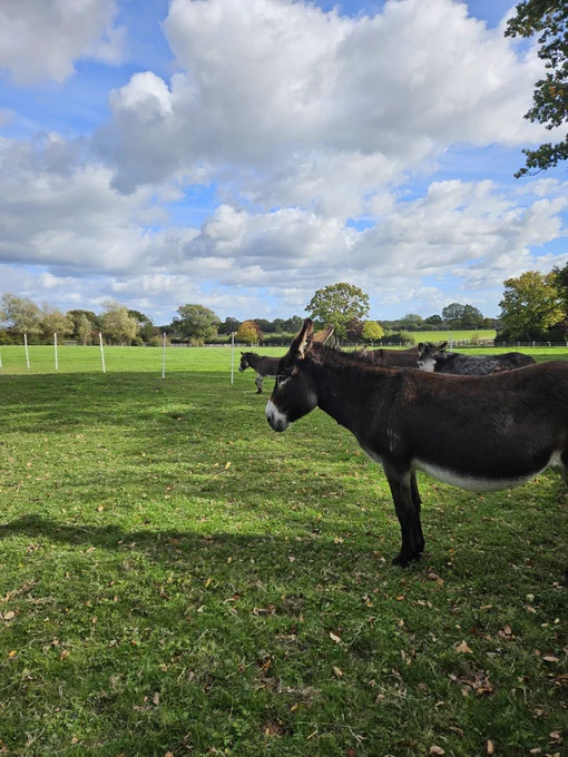 Donkeys standing in a grassy field