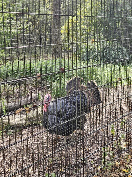 Gregory Peck the turkey stood in his enclosure
