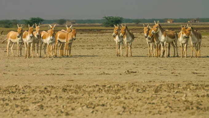 Asiatic Wild Ass at Little Rann of Kutch, Gujarat