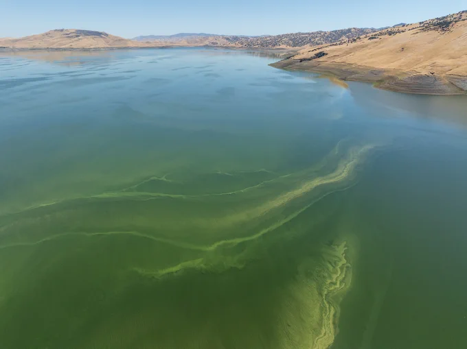 A drone view from Dinosaur Point shows part of an algal bloom in the San Luis Reservoir. On this date, the reservoir storage was 986,781 AF, or 48 percent of the total capacity. The reservoir is located 12 miles west of the city of Los Banos near the historic Pacheco Pass, is part of the San Luis Joint-Use Complex, which serves the State Water Project and the federal Central Valley Project. San Luis Reservoir is one of the nation's largest off-stream reservoirs, meaning it has no watershed. Instead the reservoir stores water diverted from the Sacramento-San Joaquin Delta for later deliveries to the Silicon Valley, San Joaquin Valley, the Central Coast, and Southern California. Photo taken September 13, 2024.

