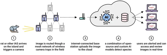 Fig. 1 Diagram illustrating the process by which images of invasive alien species (IAS) are relayed in real time to the cloud and reviewed by AI.